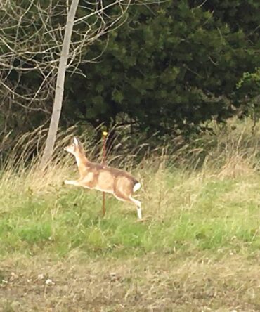 Afstandsbeømmelse jagttegn