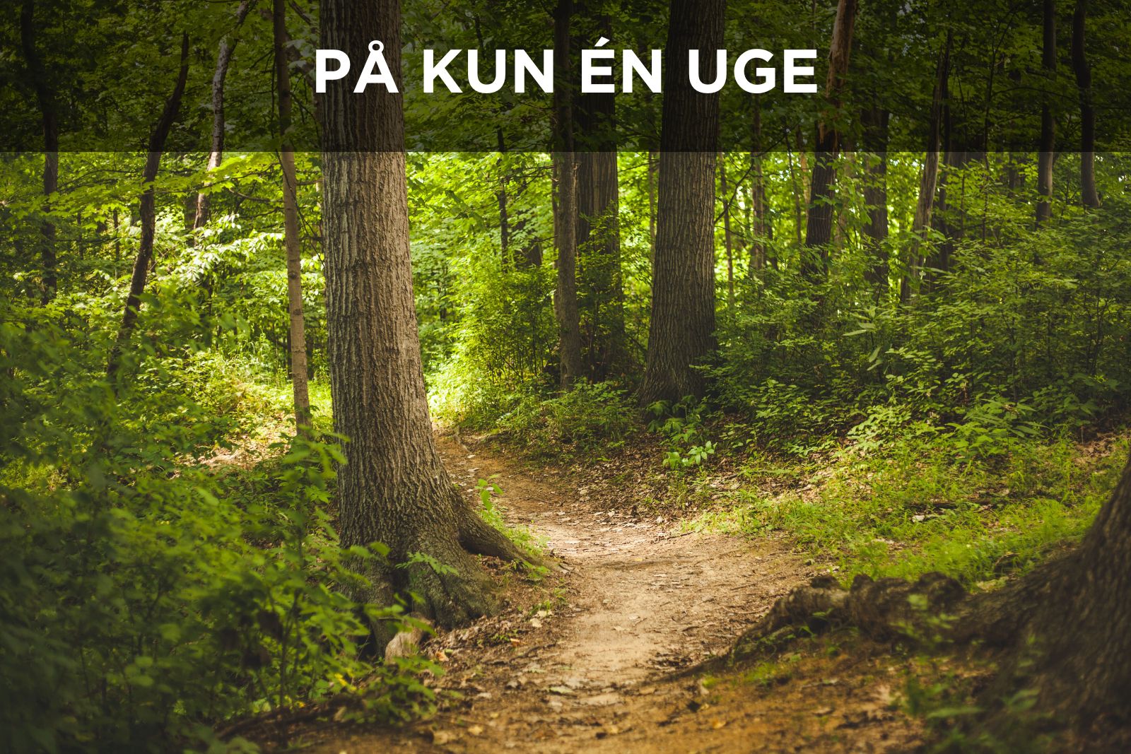 Jagttegn_sommerkursus_produkt (3)